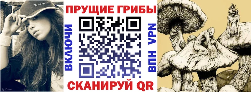 Псилоцибиновые грибы Cubensis Рудня